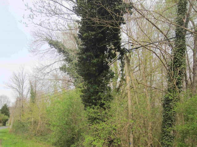 arbre penche.JPG