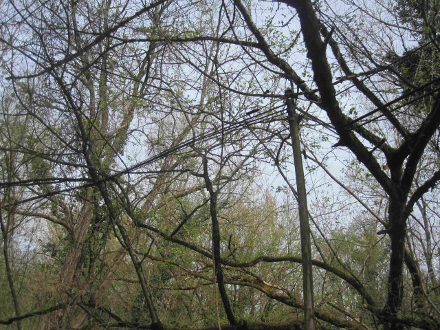 arbre couche.JPG